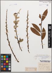Foto von Salix caprea L. x Salix purpurea L.
